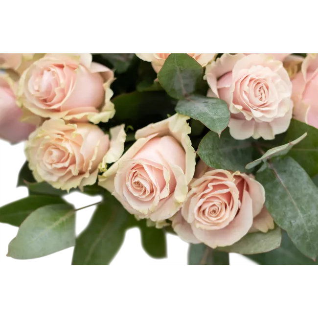 Bouquet of roses